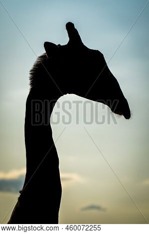 Close-up Of Male Southern Giraffe In Silhouette