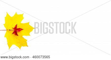 Banner Of The Background Of Yellow Maple Leaves With Space For Text On A White Background. Autumn Le