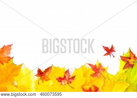 Background Of Many Yellow Maple Leaves With Space For Text On A White Background. Autumn Leaf Backgr