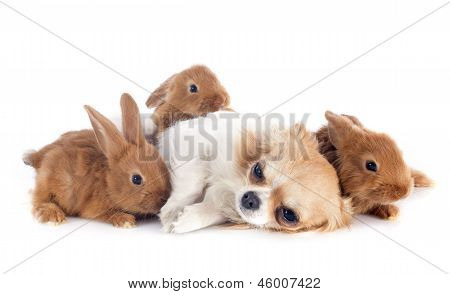 Chihuahua e coelhos jovens