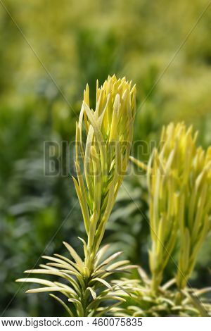Korean Gold Plum Yew In The Summer