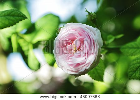 Rosebud