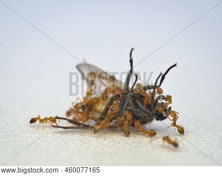 Dead House Flies Are Eaten By A Group Of Yellow Small Ants