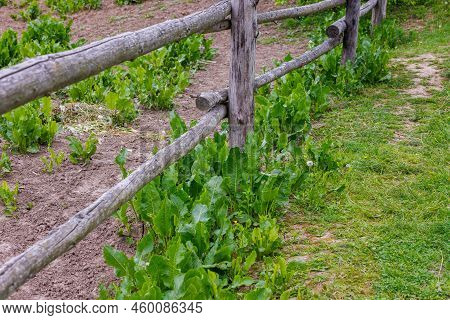 Horse Sorrel - Rumex Confertus - Grows Under A Wooden Fence, Summer Day Close-up.