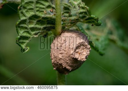 A Nest Of A Typical Mason Wasps (genus Eumenes). Raleigh, North Carolina.
