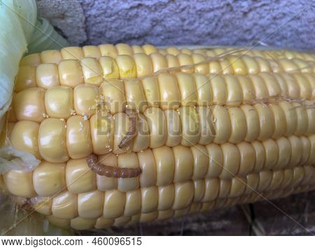 Worms Eating Seed Corn In The Harvest