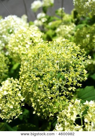 Hortênsia verde
