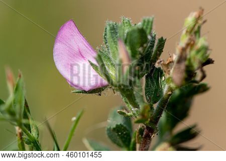 Common Restharrow (ononis Repens) Flower