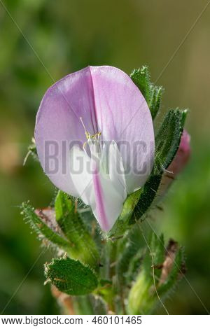 Common Restharrow (ononis Repens) Flower