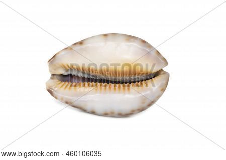 Image Of Seashells Cypraea Arabica On A White Background. Undersea Animals. Sea Shells.