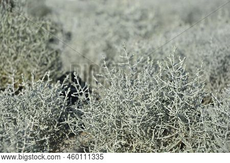 Silver Cushion Bush Branches In The Garden