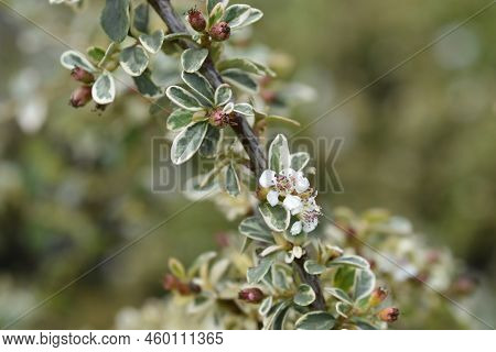 Swedish Cotoneaster Juliette Branch With Flowers And Fruit