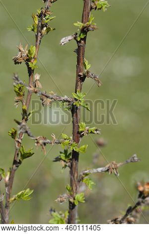 Shrubby Cinquefoil Branches With New Leaves In The Spring