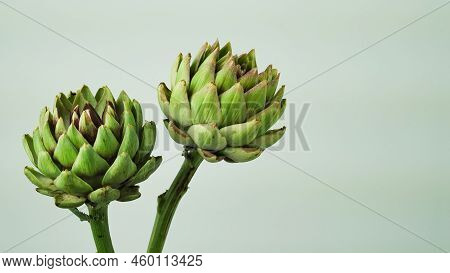 Closeup Head Of Green Fresh Artichoke,blooming Cinara On A Gray Background.flowers To Create A Bouqu