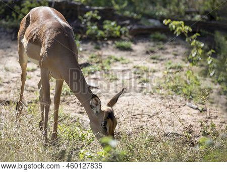 Impala Eating Grass This Animal Is Known As The Aepyceros Melampus Which Inhabits The African Savann