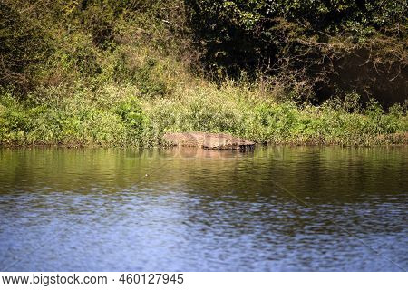 Crocodile Coming Out Of A Lake To Sunbathe In The African Savannah.