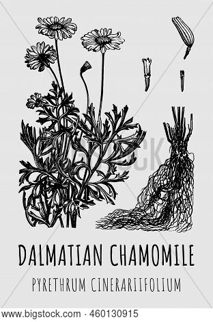 Hand Drawn Pharmaceutical Dalmatian Chamomile Pyrethrum Cinerariifolium. Graphic Illustration For Pr