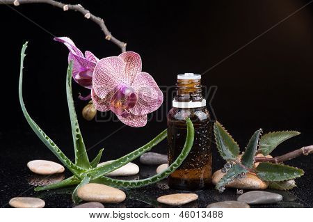 Ot yaprağı ve orkide bir aromaterapi Uçucu yağ ile