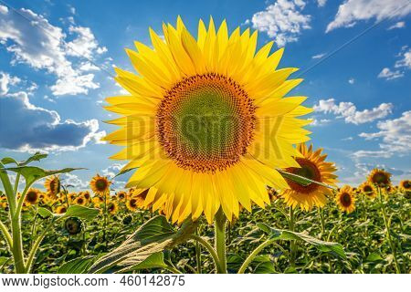 A Picture Of An Advertisement For Sunflower And Vegetable Oil. Sunflower Fields And Meadows. Backgro