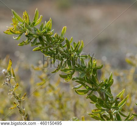 Adenocarpus Hispanicus. It Is A Flowering Plant In The Family Fabaceae Endemic To The Iberian Penins