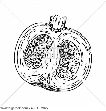 Pumpkin Cut Hand Drawn Vector. Slice Autumn, Piece Food, Squash, Open Top Seed Pumpkin Cut Sketch. I