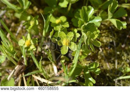 Dwarf Masterwort Green Flower In The Spring