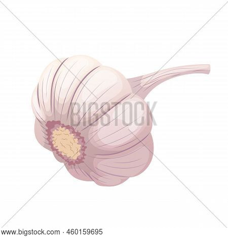 Dry Head Of Garlic Cartoon. Clove Vegetable, Organic Food, Bulb, Healthy Ingredient Dry Head Of Garl