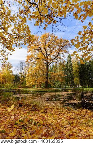 Autumn Foliage In Catherine Park, Pushkin (tsarskoe Selo), Saint Petersburg, Russia