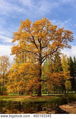 Oak Tree In Autumn Foliage In Catherine Park, Pushkin (tsarskoe Selo), Saint Petersburg, Russia
