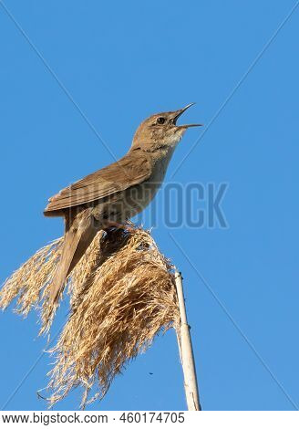 Savi's Warbler, Locustella Luscinioides. The Male Bird Sings While Sitting On Top Of A Reed.