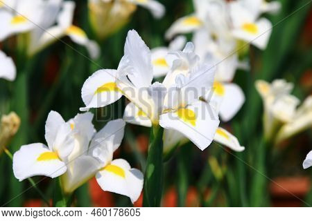 View Of Colorful Iris(flag,gladdon,fleur-de-lis) Flowers,close-up Of Beautiful White With Yellow Iri