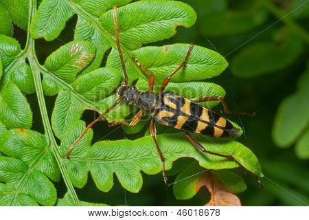 Brouk (leptura Quadrifasciata)