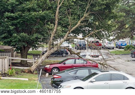 Dead Tree Blown Down Onto Car In Storm