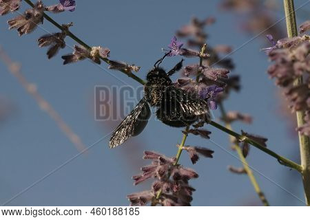 A Colorful Upward Angle Closeup On A Large Carpenter Bee, Xylocopa Violacea On Purple Perovksia Jang
