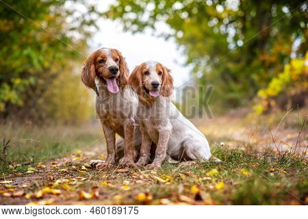 Two Charming Dogs Of The Hunting Spaniel Breed Are Sitting On The Grass In The Autumn Forest. An Adu
