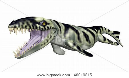 Dakosaurus