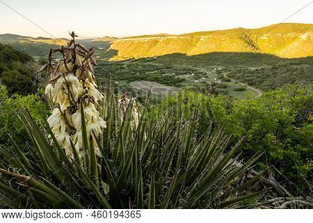 Yucca Plant Blooms Over Campground In Mesa Verde National Park