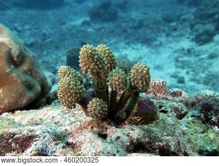 Oxycorynia Fascicularis Also Known As Stalked Green Ascidian Boracay Island Philippines
