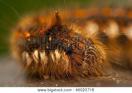 Euthrix potatoria