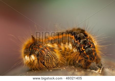 Euthrix potatoria