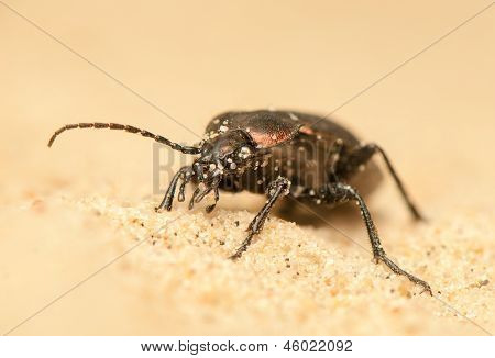 Carabus arcensis