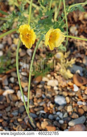 Yellow Horned Poppy, Glaucium Flavum, Flowers And Seed Pods In Close Up With Leaves Blurred In The B