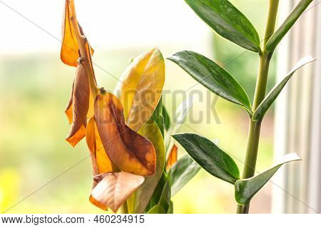 Zamioculcas Turns Yellow And Dries. Indoor Plant Problems. Improper Care.