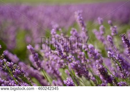 Field Of Lavender In Drome France On A Bright Sunny Day. Flower Closeup Eco Responsible Sourcing Of 