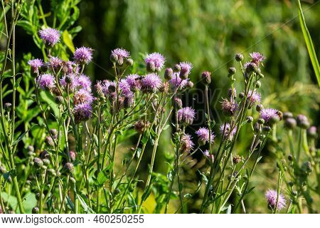 Purple Flowers Cornflower Centaurea Jacea In The Summer Meadow