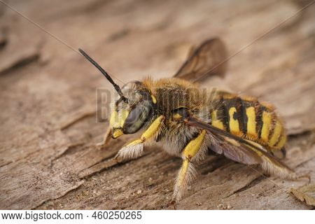 Detailed Closeup On A Hairy Male European Woolcarderd Bee, Anthidium Manicatum Sitting On Wood