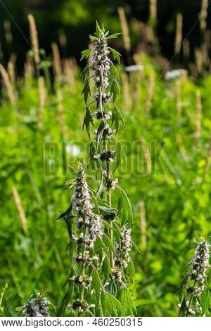 Leonurus Cardiaca, Known As Motherwort. Other Common Names Include Throw-wort, Lion's Ear, And Lion'