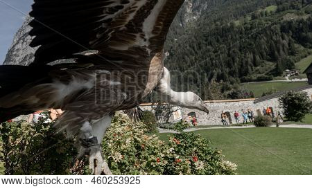 Eagle Training In The Nature,somewhere In Switzerland