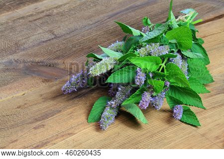 Bunch Of Fresh Agastache Foeniculum,  Also Called  Giant Hyssop, Indian Mint Or Blue Licorice. Aroma