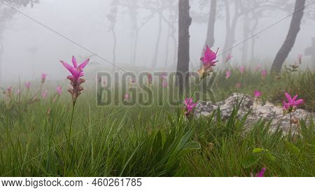 Wild Siam Tulip Field ( Curcuma Sessilis ) With Mist In The Morning At Pa Hin Ngam National Park . C